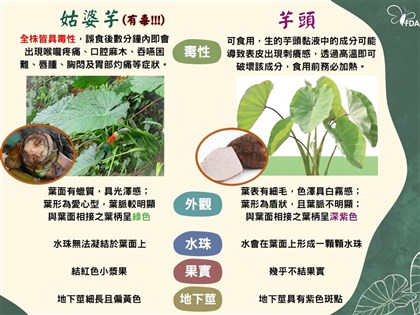 千年芋誤當有毒姑婆芋 食藥署認錯：虛心檢討