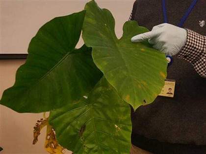 飯店炒飯用姑婆芋擺盤 2顧客中毒