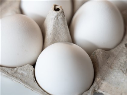 雞蛋續進口 農業部：因應冬季禽流感威脅備庫存