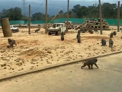 六福村狒狒遭槍殺 桃檢起訴農業局下令人員、獵人不起訴