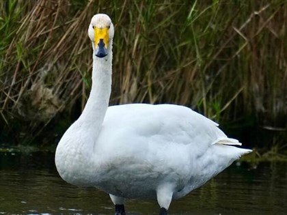 芬蘭國鳥黃嘴天鵝再訪苗栗通霄 鳥友驚喜紀錄