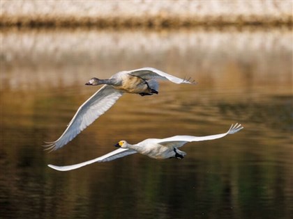 苗栗通霄魚塭再添2嬌客 鳥友嗨喊快樂「天鵝湖」