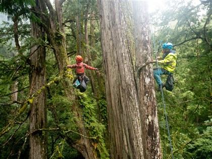 台灣632巨木10年間消失21棵 研究團隊稱生態浩劫