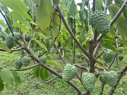 台東鳳梨釋迦恢復輸陸  陸委會：「買辦」恐復活