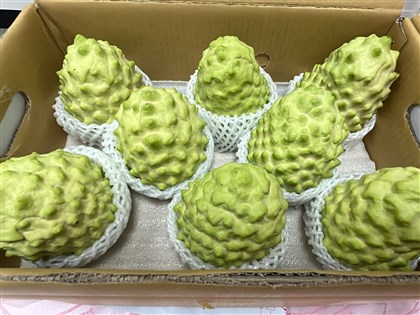 台東增34家釋迦包裝廠獲輸中許可 縣府：持續輔導