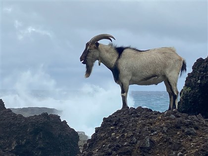 連羊都像哲學家 紀錄片「島上」看見達悟族人兩難