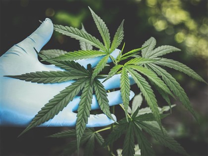 荷蘭12/15起大麻合法化 4年試驗計畫一次看懂