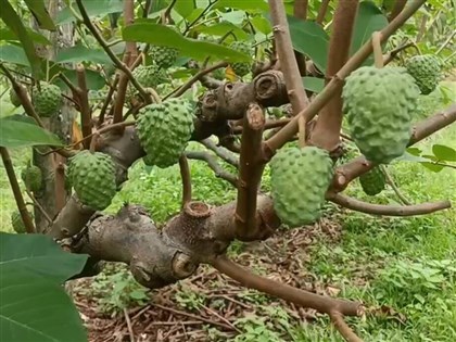 台東鳳梨釋迦復銷中國首批驗出害蟲 縣府：包裝廠業者停權10天