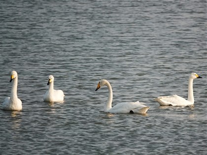 罕見冬候鳥1大3小天鵝同框 台南七股掀賞鳥熱