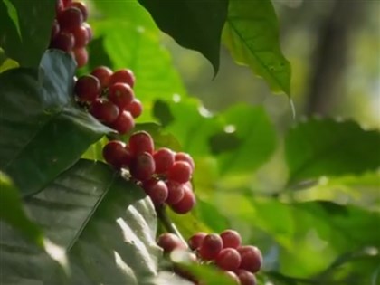 量少質精台灣咖啡豆  競標每公斤破萬元