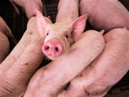 中國非洲豬瘟疫情再起  官方迄今未通報