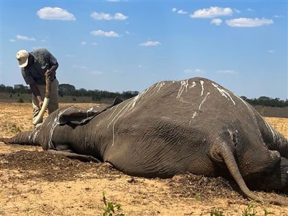 氣候變遷加劇聖嬰現象 辛巴威公園乾旱逾百頭大象亡