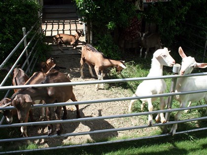 台灣逾10年無羊痘案例 世界動物衛生組織認同為非疫國