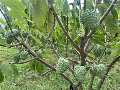 農業部駁農產出口下滑 籲正視外銷成功轉骨成果