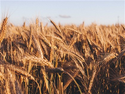 天候乾燥出口限制衝擊 2024全球主食供給料續吃緊