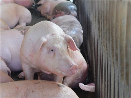 香港非洲豬瘟疫情延燒 2024開年撲殺400多頭豬