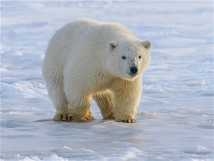 H5N1蔓延全球 出現北極熊染禽流感死亡首例