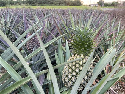 鳳梨香蕉等29植物種苗將有條件限制出口 估3月上路