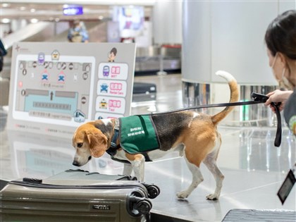 防檢署招募4領犬員起薪最高4.5萬 愛狗人士轉職優選