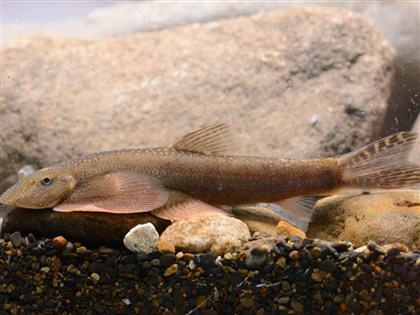 玉山生態保育有成 首見台灣特有新種淡水魚「玉山間爬岩鰍」