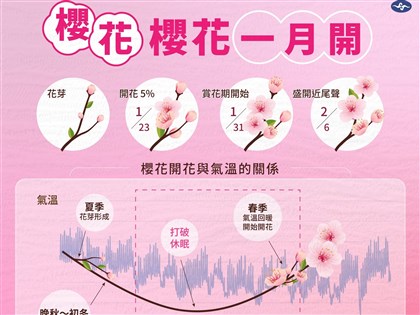 氣象署：暖冬影響 台灣櫻花期提早約17至19天開