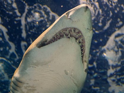 科學家推測巨齒鯊遠比想像苗條 滅絕原因可能和大白鯊現世有關
