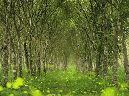 林業署推薦龍吟瀑布等走春好去處 太平山拉拉山入園還能拿紅包