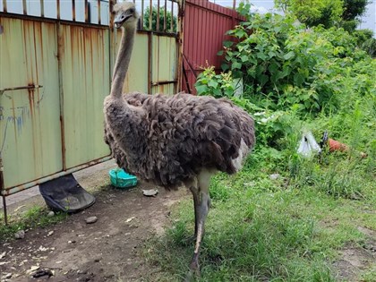 空地驚見鴕鳥賣萌討食 新北追查為寵物非棄養
