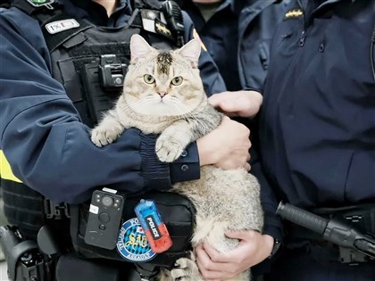 新北迷路胖貓咪太萌瘋搶認養 幸有晶片飼主將領回