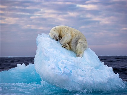 北極熊酣睡浮冰夢幻畫面 奪野生動物攝影人氣獎