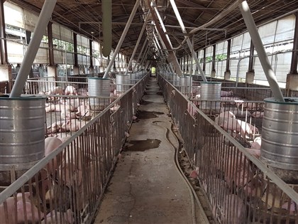 農業部查台糖肉豬場 新增175樣本未檢出瘦肉精