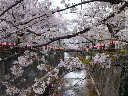日本春天可能提前報到 東京櫻花最快3/17開花
