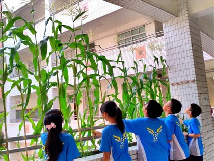 高雄新上國小食農教育10年 窗台變菜圃、學生成立校內產銷公司