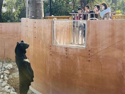 壽山動物園台灣黑熊波比與遊客對望 「站姿」引發網友熱議