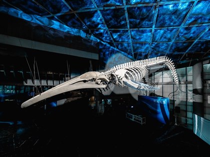 珍稀藍鯨命喪台灣海岸 20公尺骨骼標本帶來沉痛提醒