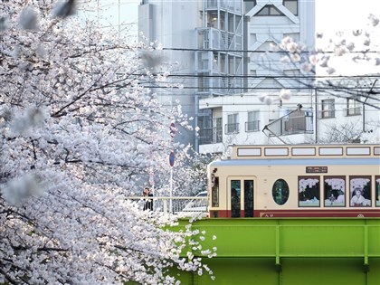 日本氣象株式會社預估櫻花季提前 東京3/23開花