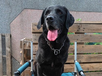 北市搜救犬Usa屆齡退役  消防局開放寄養申請