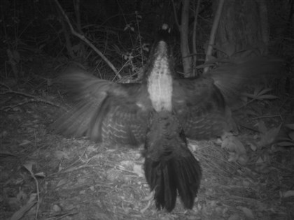 藍腹鷴紅外線相機前大跳求偶舞 逗趣舞姿吸睛