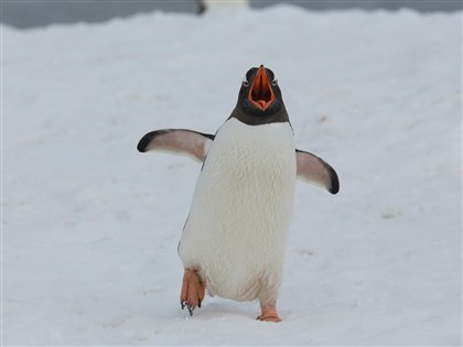 H5N1禽流感首度入侵南極洲大陸 企鵝如臨大敵