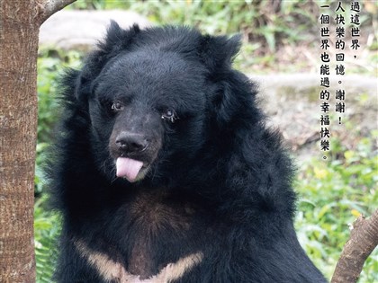 北市動物園保育員環繞走完最後一程 34歲黑熊爺爺「小熊」辭世