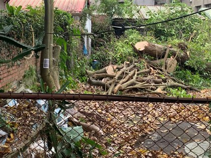 被控任建商砍老樹 北市文化局：非受保護樹木