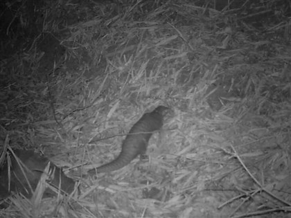 保力溪拍到穿山甲棲地 林業署籲掃墓別變動物清明節[影]