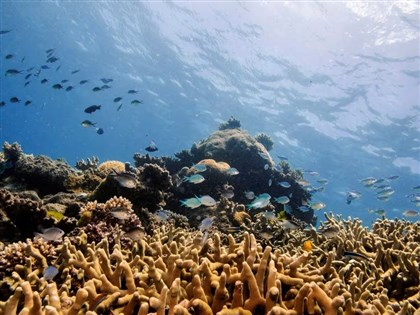 大堡礁嚴重白化 專家：氣候變遷引發海溫上升所致