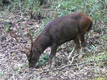 太魯閣園區生態監測 15年來首度中低海拔拍到水鹿