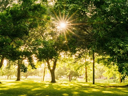 環境部：造林可增碳匯 不直接等同取得碳權