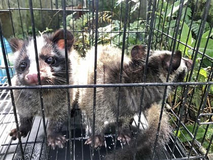 新北112年野生動物闖住家62件  白鼻心占逾半數