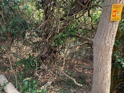 壽山多處藤蔓遭砍 自管處︰多為本土種有重要性