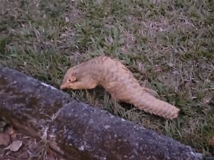 穿山甲「皮蛋」曾斷尾剩1/3長 傷癒野放現蹤暨南大學[影]