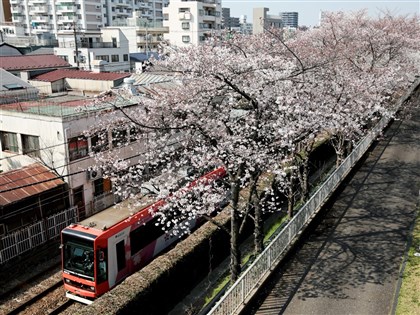 日本櫻花季即將開跑 東京大阪等地本週末起陸續開花
