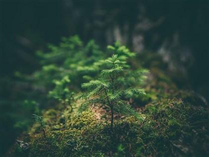 澳洲造林碳抵換計畫 研究:成效不如預期